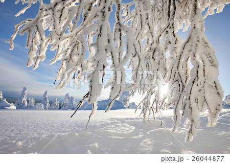 Frozen tree branches 26044877