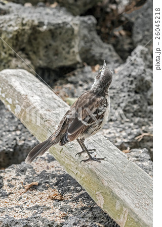 Galapagos mockingbird in Santa Cruz island. Galapagos mockingbird in Santa Cruz island. 26045218