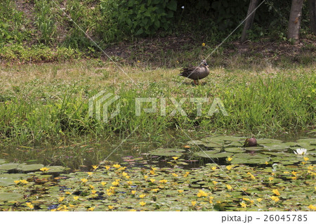 夏の巾着田にて 26045785