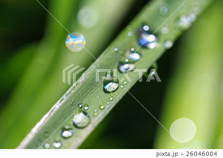 葉と水滴 葉と水滴 26046004