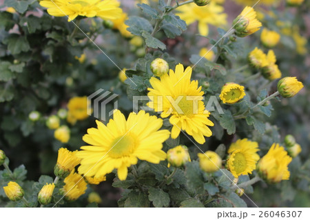 秋 華 花 秋 華 花 26046307