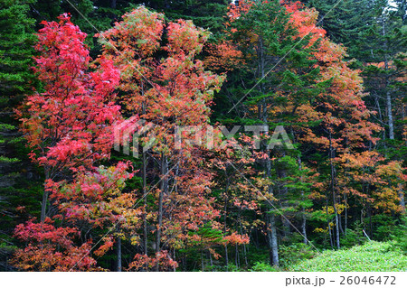 オンネトー湖 オンネトー湖 26046472