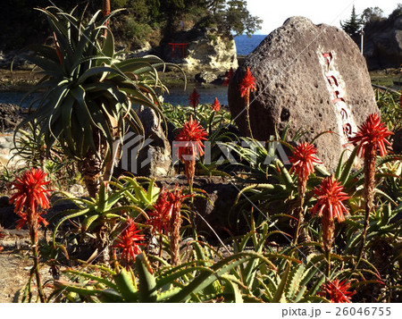 伊豆白浜　アロエの里 26046755