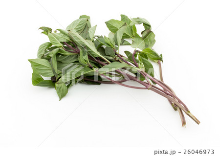 タイバジル: Thai Basil 26046973