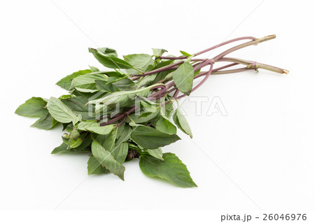 タイバジル: Thai Basil 26046976