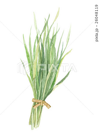大麦若葉 大麦若葉 26048119
