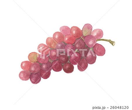 冬のブドウ 紫苑 冬のブドウ 紫苑 26048120