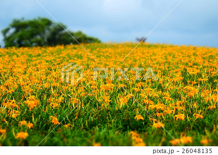 台湾 ニッコウキスゲ キスゲ 26048135