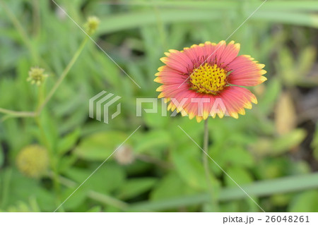 台湾 テンニンギク ポンフー 26048261