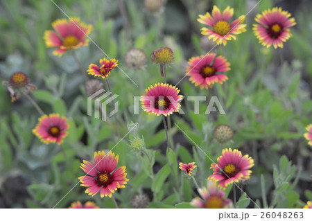 台湾 テンニンギク ポンフー 26048263