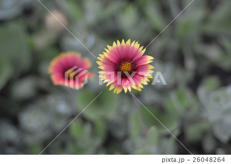 台湾 テンニンギク ポンフー 26048264