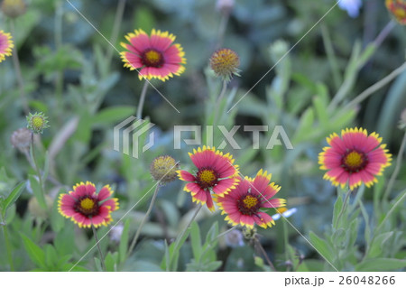 台湾 テンニンギク ポンフー 26048266