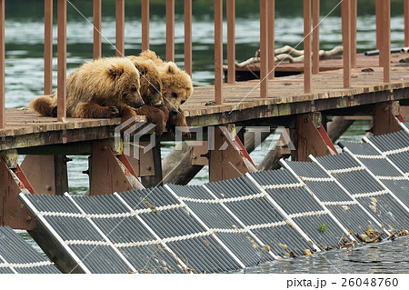 Three little brown bear cub on fence to account Three little brown bear cub on fence to account 26048760