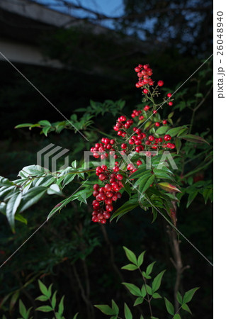 ナンテン ナンテン 26048940