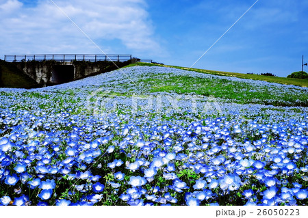 ネモフィラの丘 ネモフィラの丘 26050223