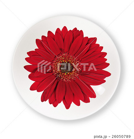 Red gerbera flower in cup and saucer isolated on white backgroun Red gerbera flower in cup and saucer isolated on white backgroun 26050789