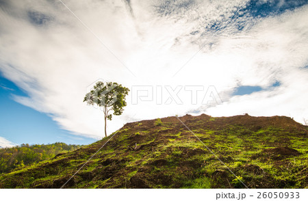 Lonely tree on the mountain Lonely tree on the mountain 26050933