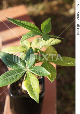 パキラ パキラ 26051115