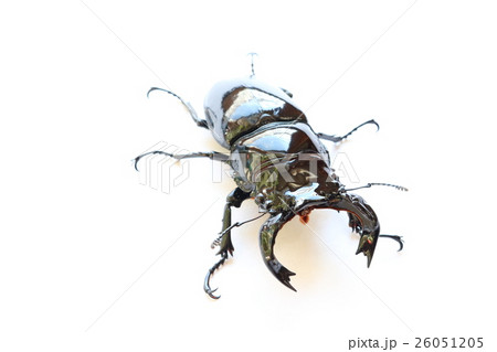 タランドゥスオオツヤクワガタ 26051205