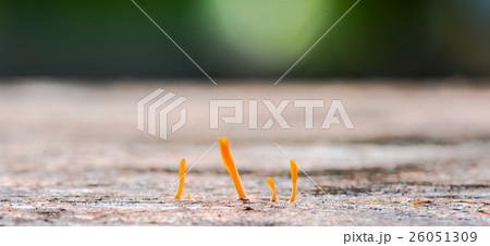 Small orange mushroom Small orange mushroom 26051309