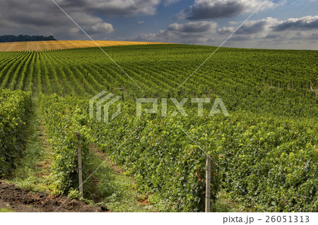 beautiful green vineyard beautiful green vineyard 26051313