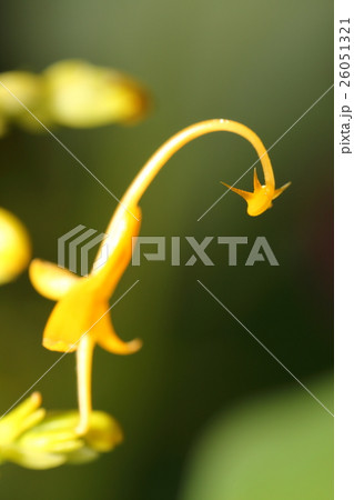 シャムの舞姫 26051321