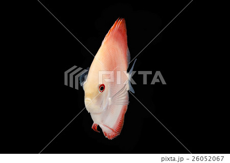 Discus Fish on Black Backgroung 26052067