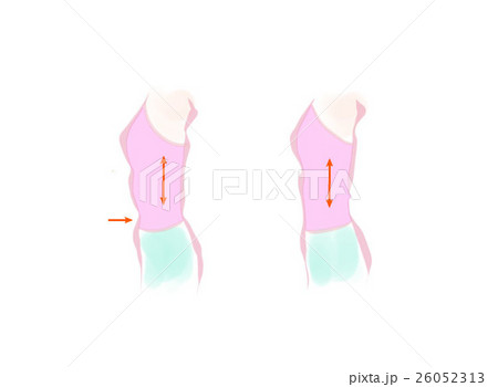 運動ストレッチ　上半身　伸び　画像 26052313