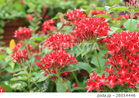 ペンタス 26054446