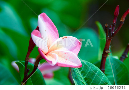 Pink plumeria on the plumeria tree Pink plumeria on the plumeria tree 26056251