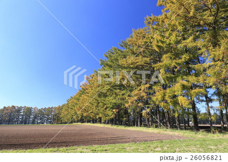 牧場のカラマツ林 26056821