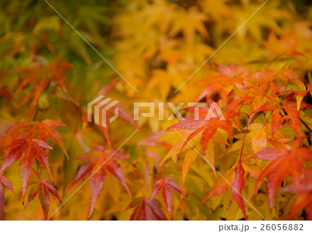 もみじの葉 26056882