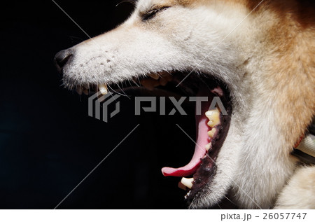 犬のあくび 26057747