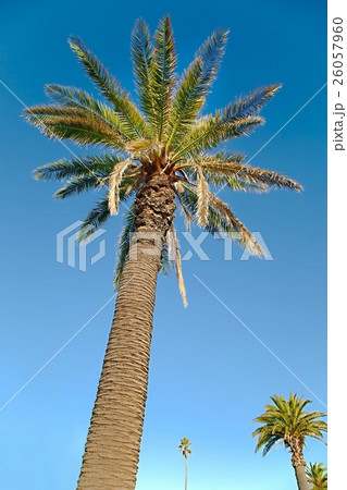 Palm Tree Low Angle Palm Tree Low Angle 26057960