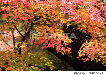 懐古園の秋 26058171