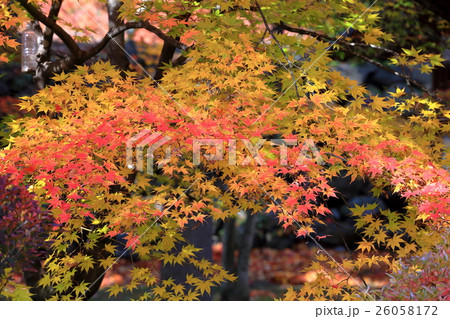 懐古園の秋 26058172