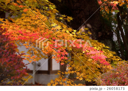 懐古園の秋 26058173