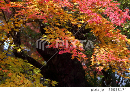 懐古園の秋 26058174