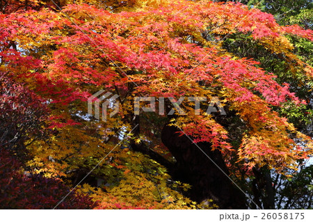 懐古園の秋 26058175