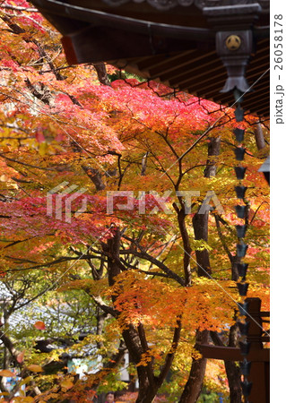 懐古園の秋 26058178