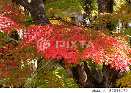 懐古園の秋 26058179