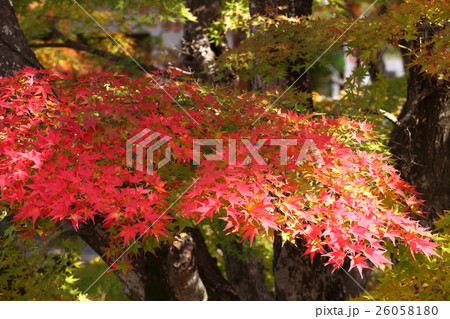懐古園の秋 26058180