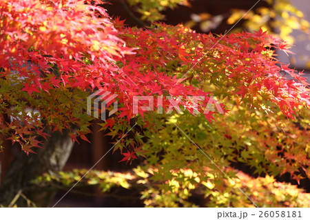 懐古園の秋 26058181