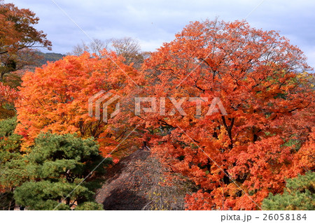 懐古園の秋 26058184