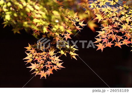 懐古園の秋 26058189