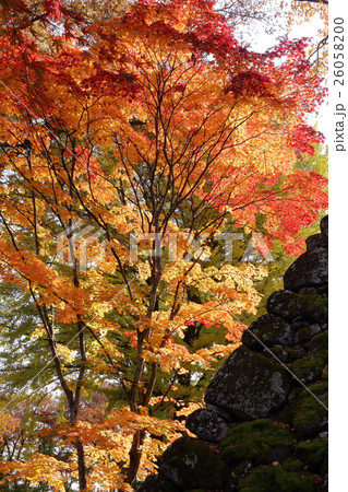 懐古園の秋 26058200