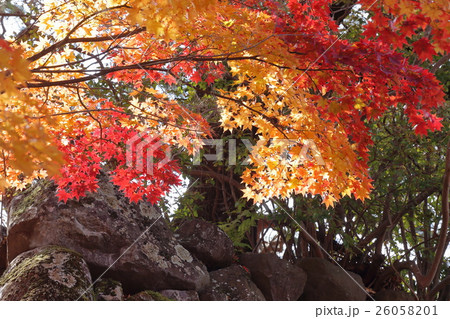 懐古園の秋 26058201