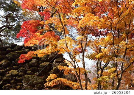 懐古園の秋 26058204