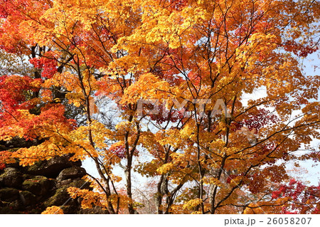 懐古園の秋 26058207