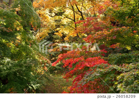 懐古園の秋 26058209